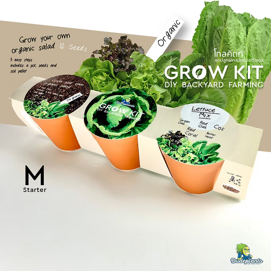 ชุดปลูกผัก Dud Grow Kit : Starter Series Set M Salad